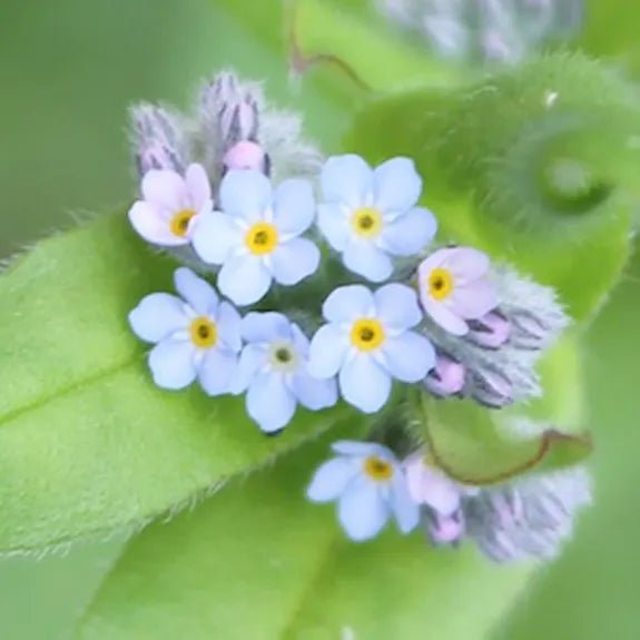 Wildflower Seedballs - Forget Me Not in a Tube - The Rosy Robin Company