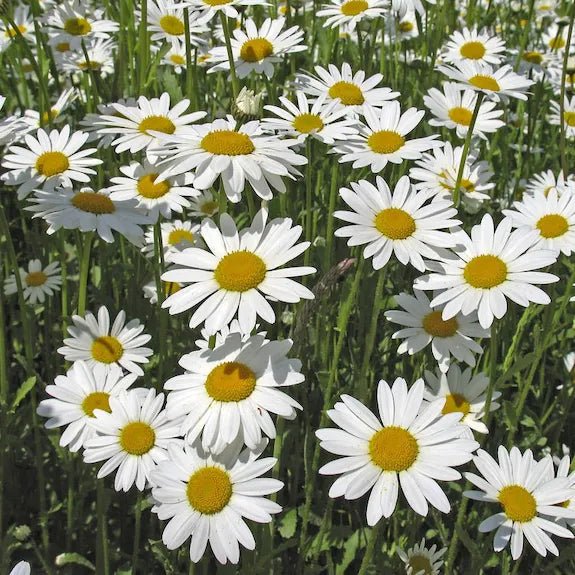 Wildflower Seedballs - Oxeye Daisy in a Tube - The Rosy Robin Company