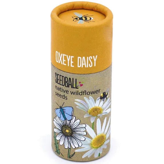 Wildflower Seedballs - Oxeye Daisy in a Tube - The Rosy Robin Company