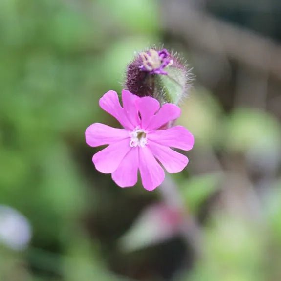 Wildflower Seedballs - Red Campion in a Tube - The Rosy Robin Company